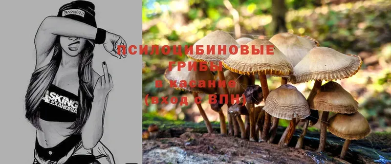 где можно купить наркотик  Зеленокумск  Галлюциногенные грибы Magic Shrooms 